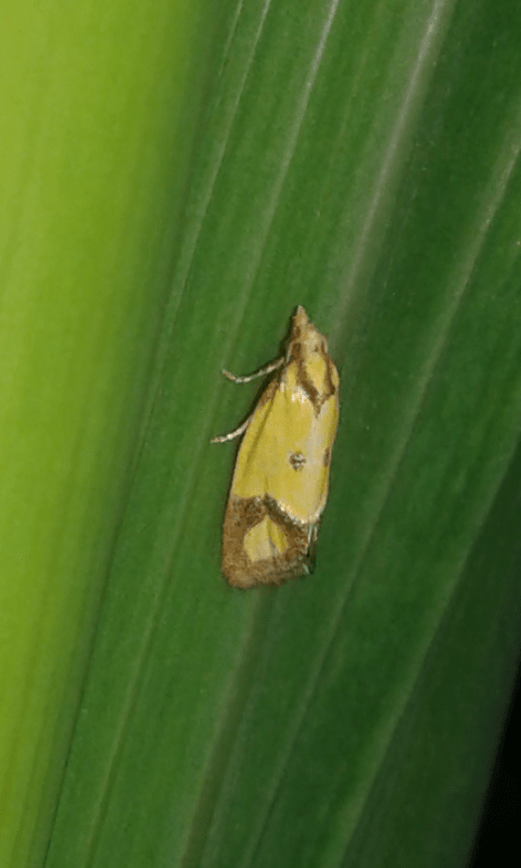 Agapeta zoegana (Tortricidae)? - S�
